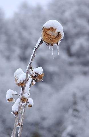 枯れたヒマワリ