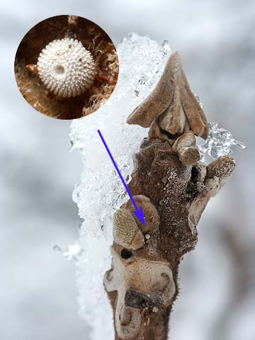 クルミの葉痕とオナガシジミの卵