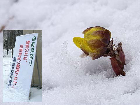 フクジュソウは雪の中