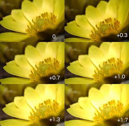 露出補正・フクジュソウ（デジカメ教室1）