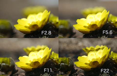 絞りによる違い・フクジュソウ（デジカメ教室2）