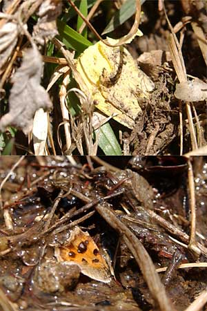 死んでしまったキタテハとキチョウ