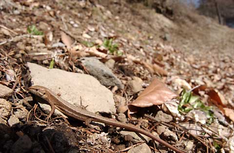 日向ぼっこするカナヘビ