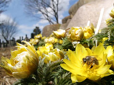 ニホンミツバチ