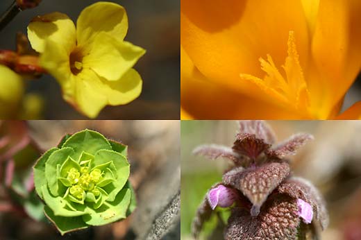 一眼レフデジカメで花のマクロ撮影