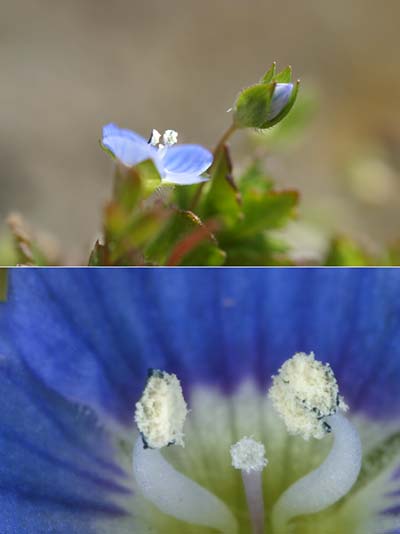 オオイヌノフグリ