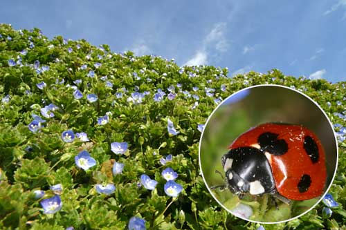 ナナホシテントウ