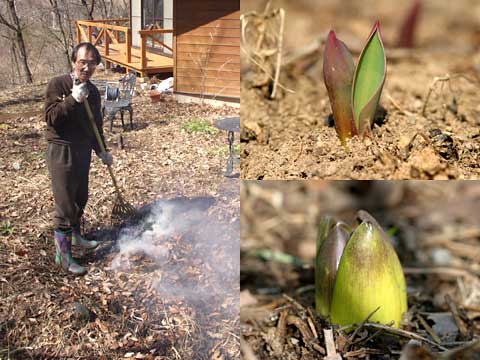 落ち葉を燃やす