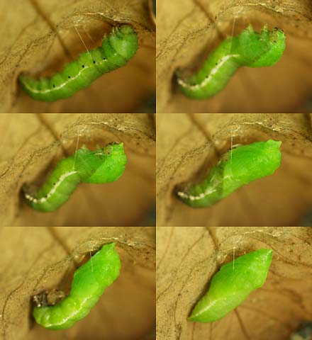 モンキチョウの蛹化