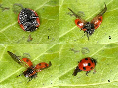 ナナホシテントウムシの起きあがり方