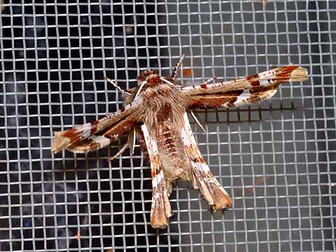 早春のガ・オカモトトゲエダシャク