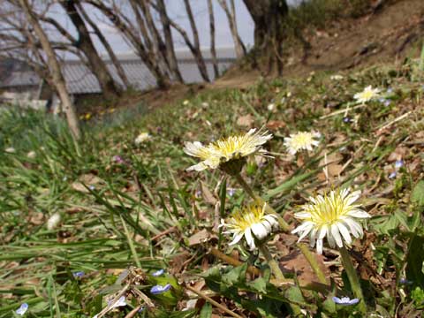 シロバナタンポポ