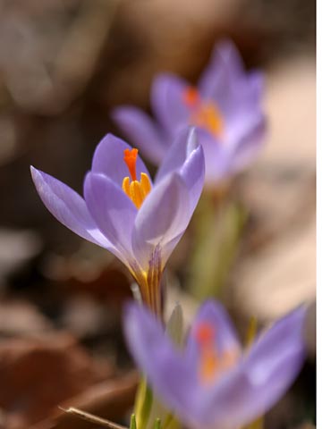 庭のクロッカス