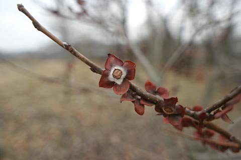 マメガキのへた