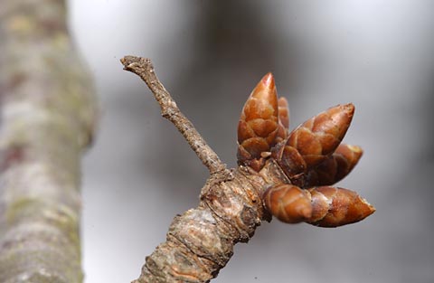 サクラにいたシャクトリムシ