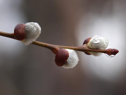 膨らんだヤナギの芽