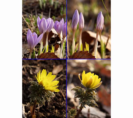 夕方になると花を閉じる早春の植物