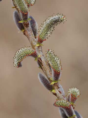 ヤナギの花