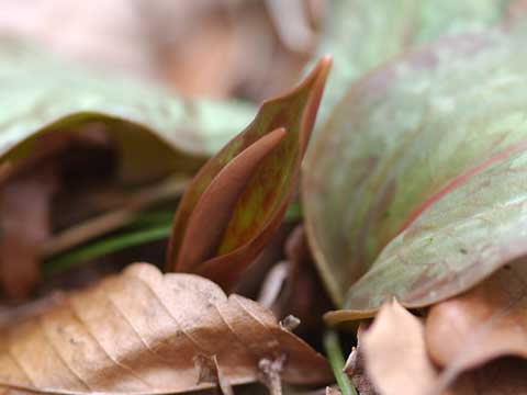 カタクリの葉と蕾
