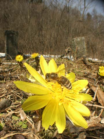 ニホンミツバチ