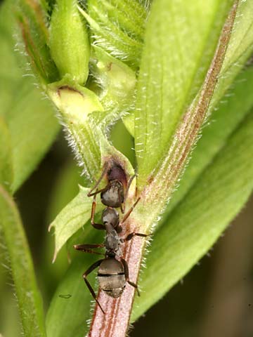 カラスノエンドウの蜜腺から蜜を飲むクロヤマアリ
