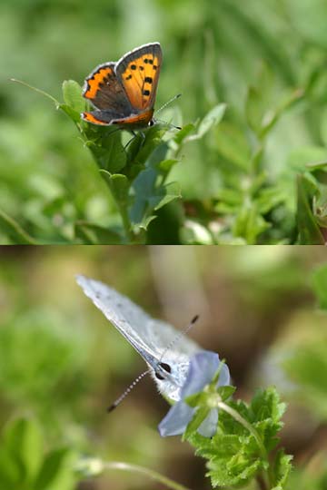 ベニシジミとルリシジミ