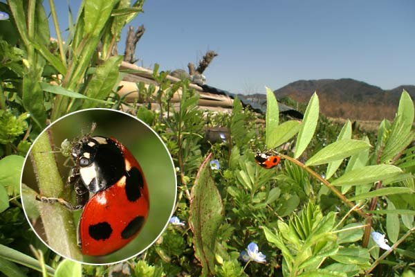 カラスノエンドウとテントウムシ