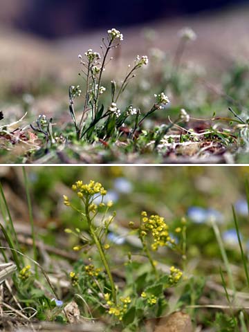 イヌナズナとナズナ