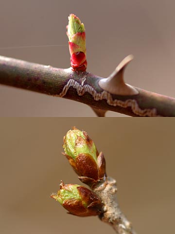 膨らんだ芽（チョウジザクラとノイバラ）