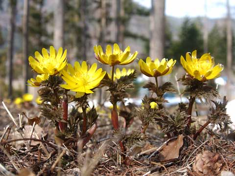 武石村のフクジュソウ