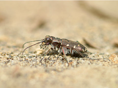 コニワハンミョウ