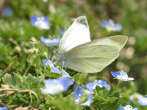 モンシロチョウ