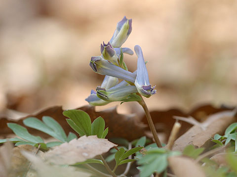 ヤマエンゴサク