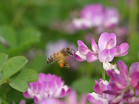 レンゲとミツバチ
