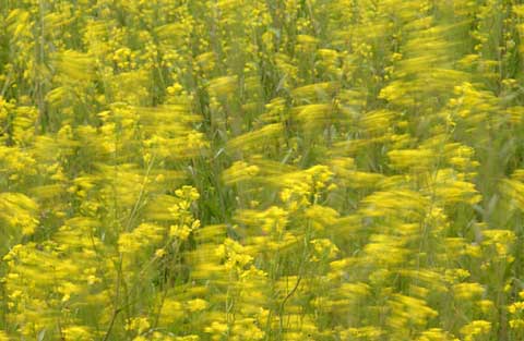 風に揺れるナノハナ