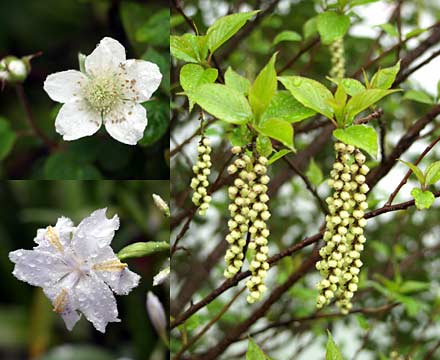 外壕の土手の花