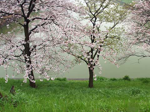 新見附橋のサクラ