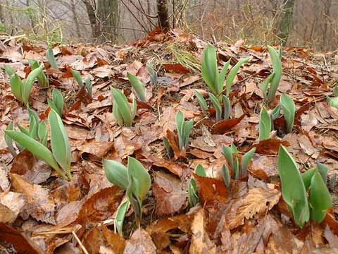 アトリエのチューリップ