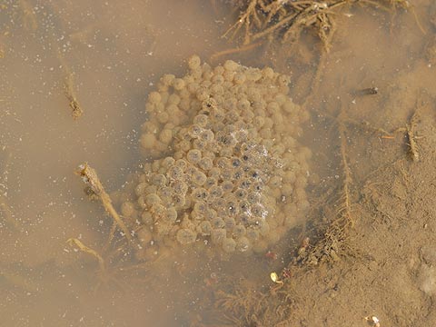 アカガエルの卵