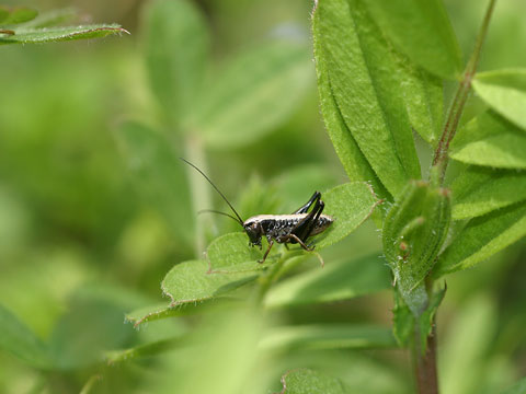 ヒメギスの幼虫