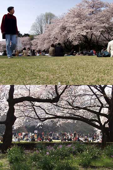 新宿御苑のサクラ