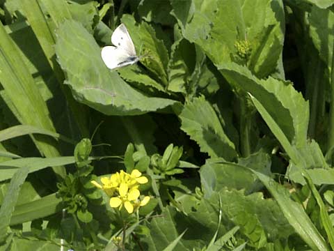 モンシロチョウのメス