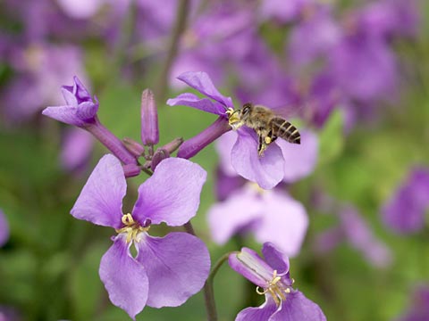 ムラサキハナナに来たニホンミツバチ
