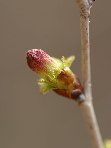 チョウジザクラの花芽