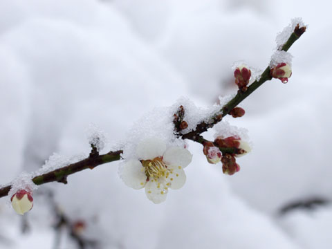 ウメの花と雪