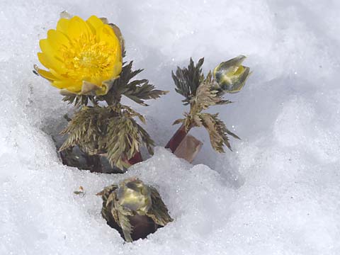 雪の中のフクジュソウ