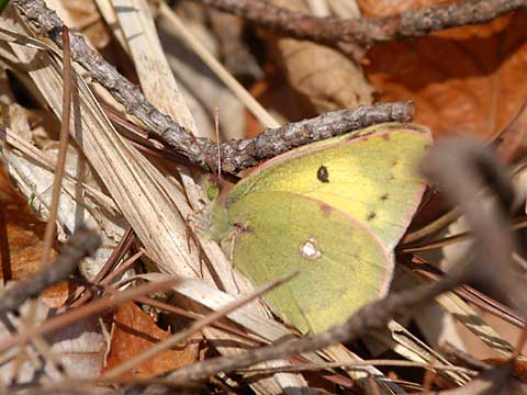 日向ぼっこするモンキチョウ