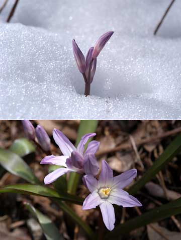 雪の中のキオノドクサ