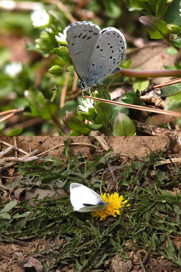 モンシロチョウとタンポポ