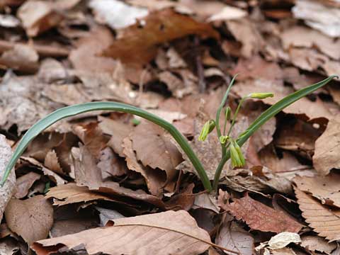 キバナノアマナ